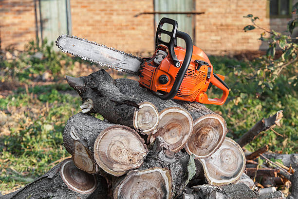 Best Large Tree Removal  in Rochelle, IL